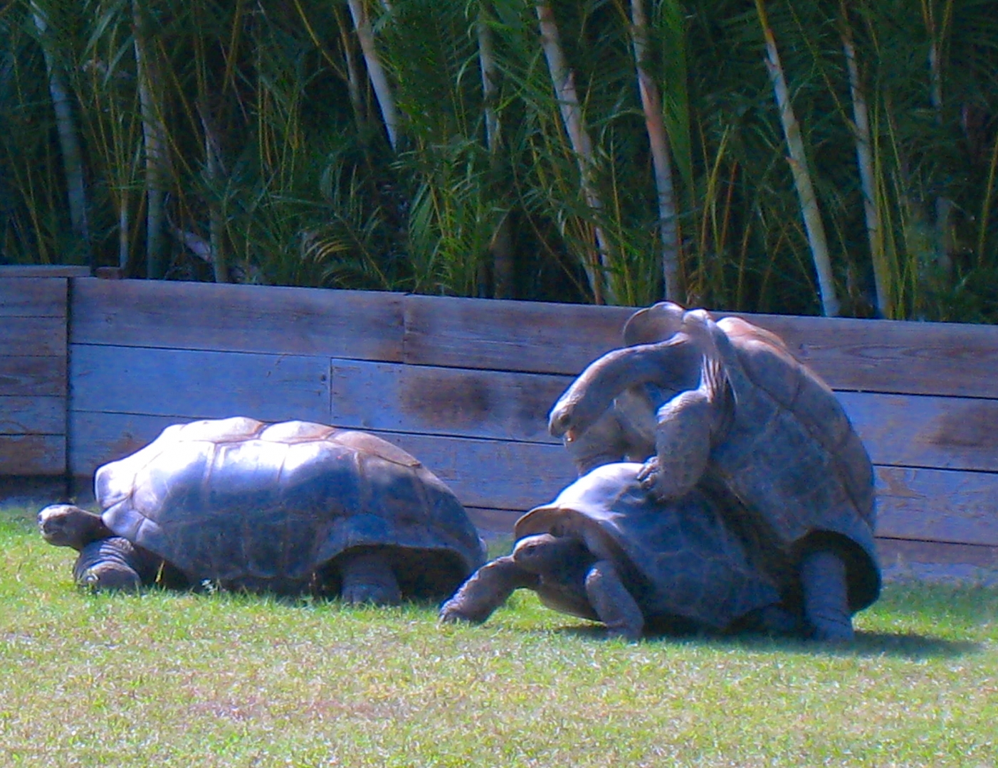 ALDABRAMAN // ALDABRA TORTOISE BREEDERS