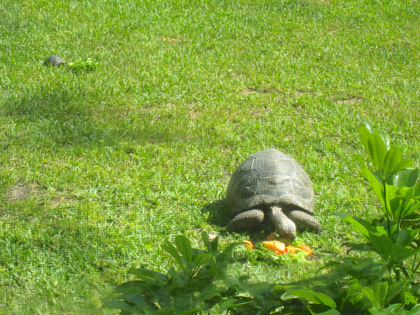 ALDABRAMAN // ALDABRA TORTOISE BREEDERS