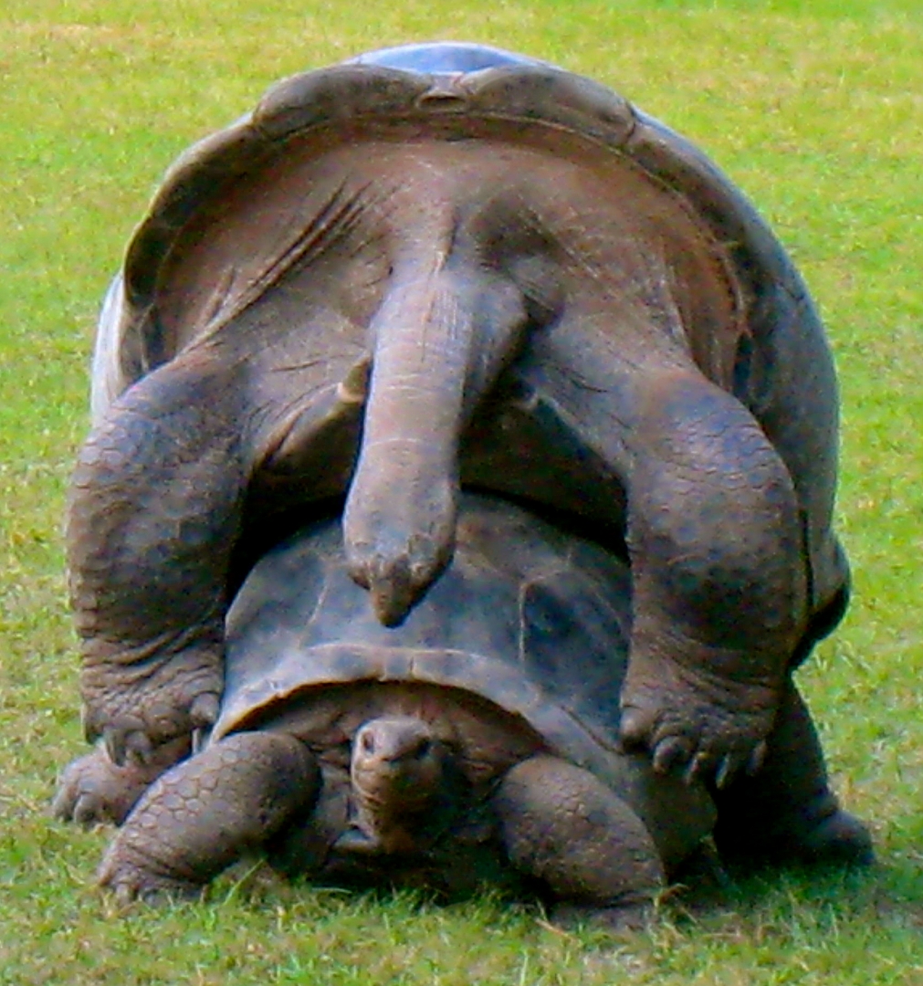ALDABRAMAN // ALDABRA TORTOISE BREEDERS
