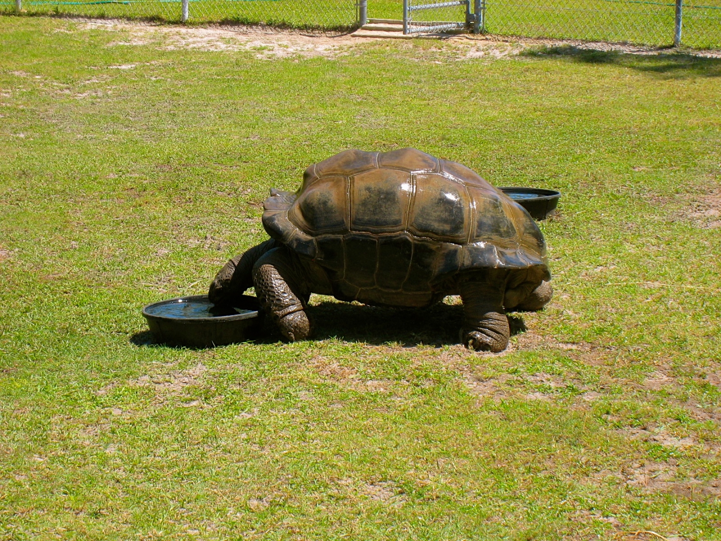 ALDABRAMAN // ALDABRA TORTOISE BREEDERS