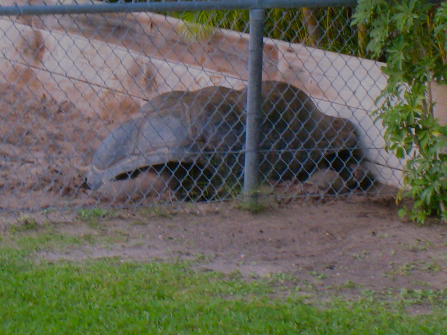 ALDABRAMAN // ALDABRA TORTOISE BREEDERS