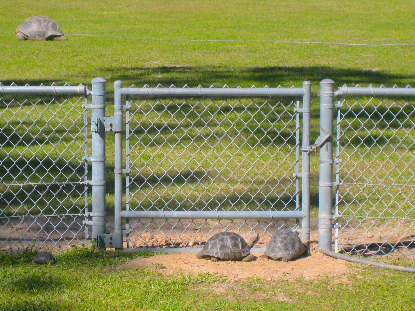 ALDABRAMAN // ALDABRA TORTOISE BREEDERS