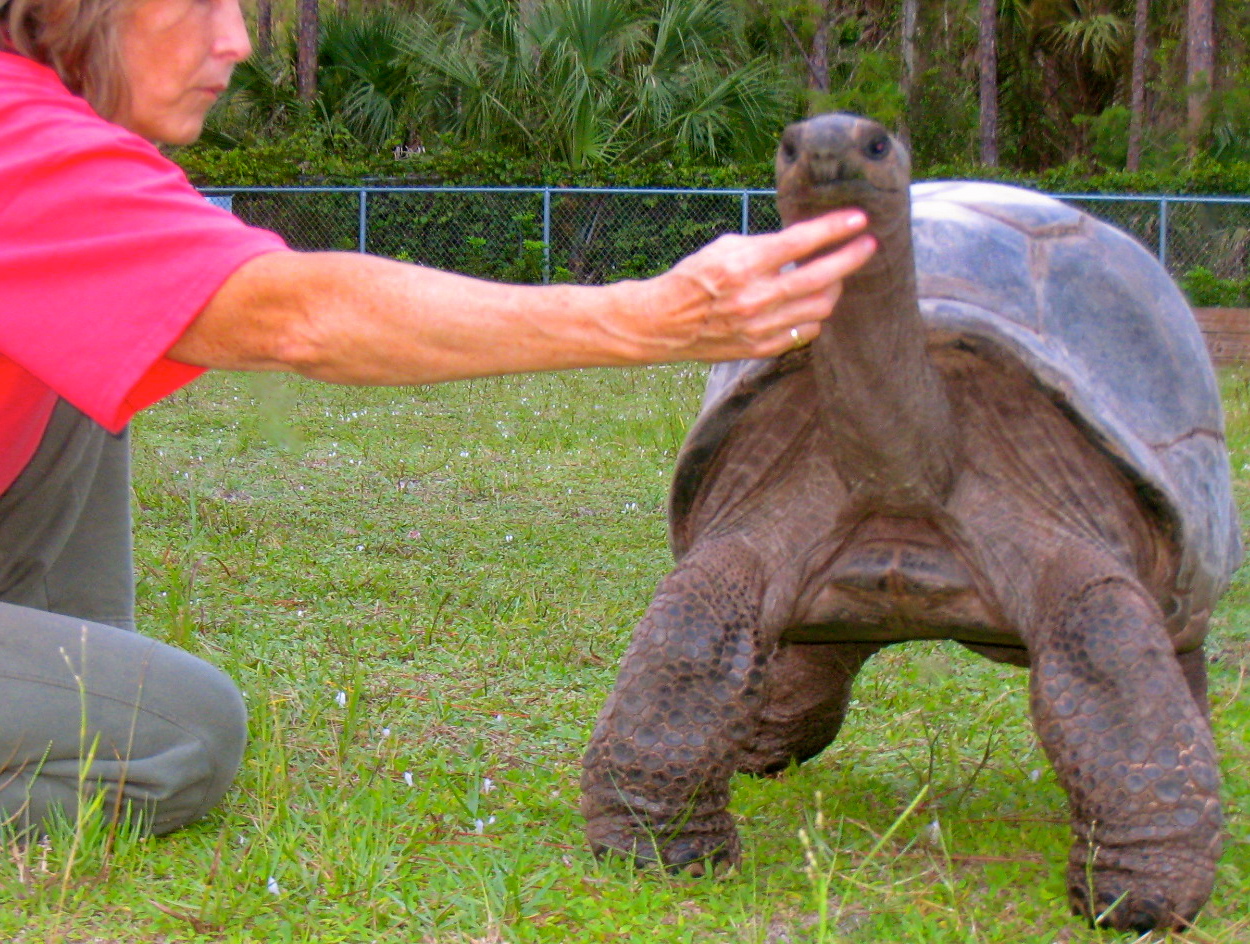 ALDABRAMAN // ALDABRA TORTOISE BREEDERS