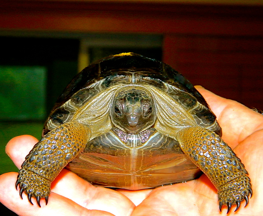 ALDABRAMAN // ALDABRA TORTOISE BREEDERS
