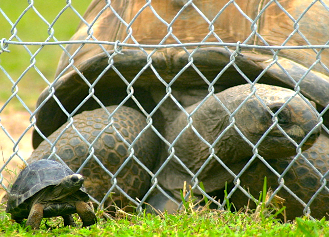 ALDABRAMAN // ALDABRA TORTOISE BREEDERS
