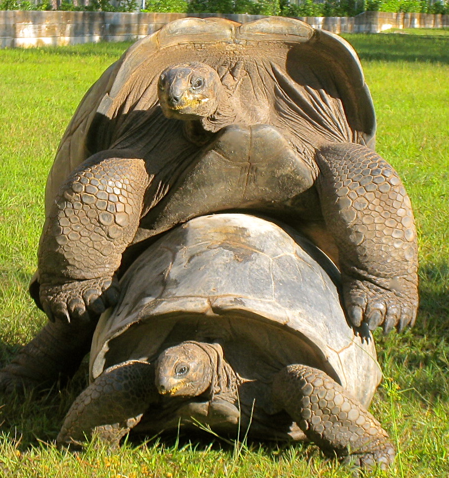 ALDABRAMAN // ALDABRA TORTOISE BREEDERS