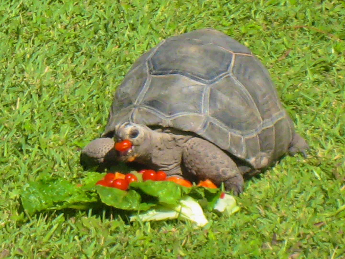 ALDABRAMAN // ALDABRA TORTOISE BREEDERS