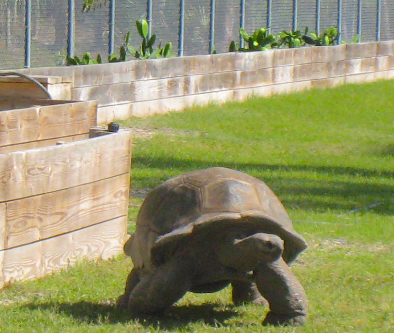 ALDABRAMAN // ALDABRA TORTOISE BREEDERS