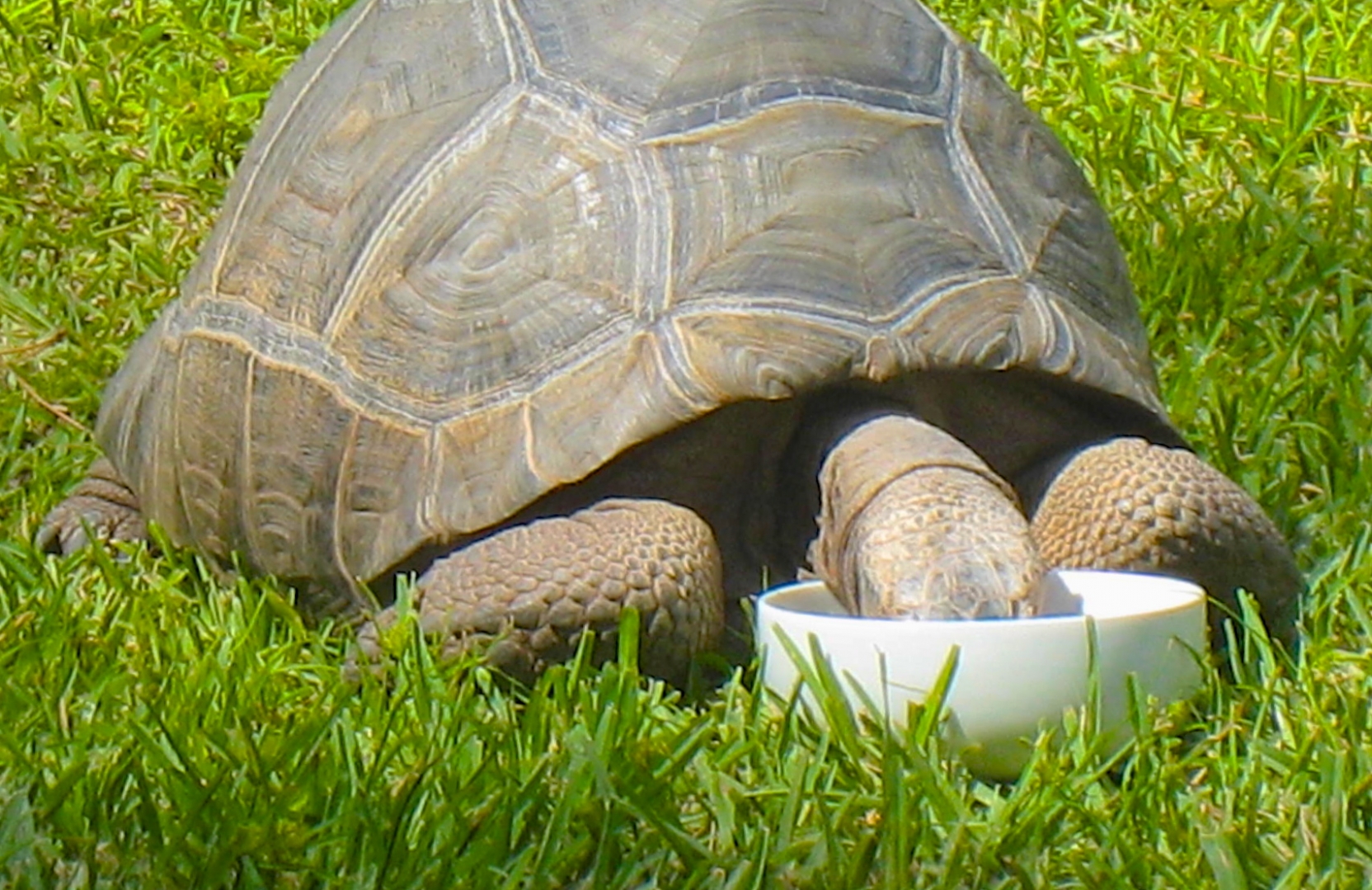 ALDABRAMAN // ALDABRA TORTOISE BREEDERS