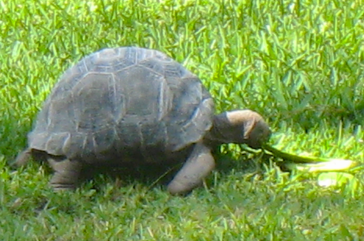 ALDABRAMAN // ALDABRA TORTOISE BREEDERS
