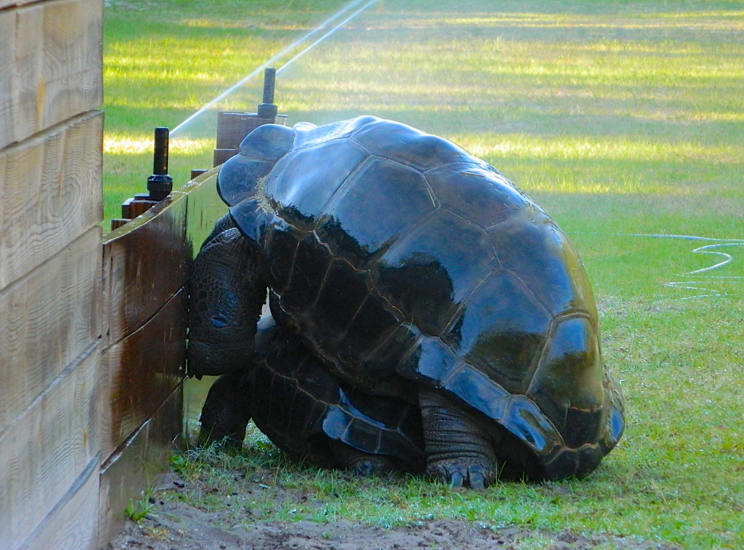 ALDABRAMAN // ALDABRA TORTOISE BREEDERS