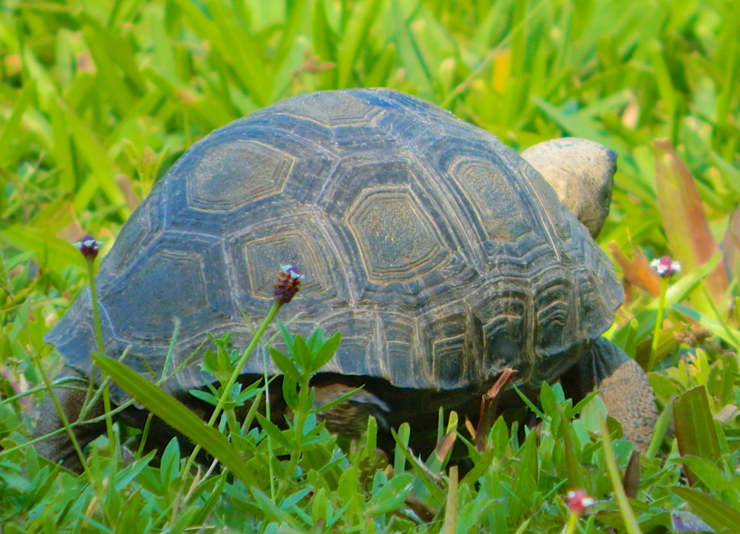 ALDABRAMAN // ALDABRA TORTOISE BREEDERS