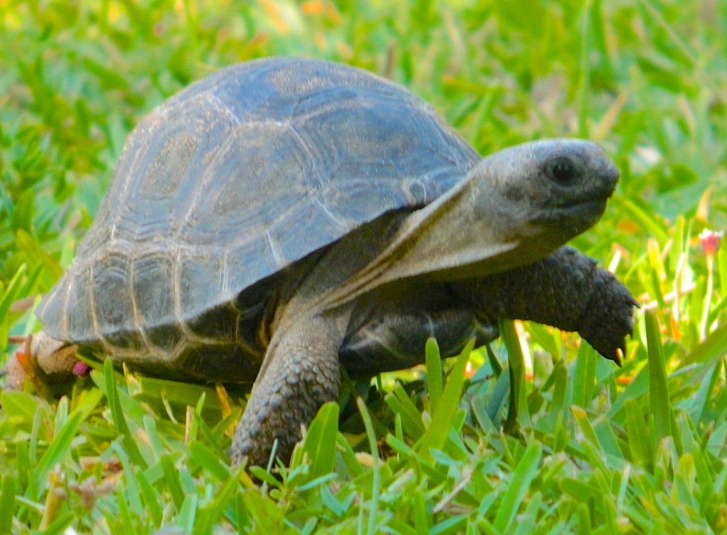 ALDABRAMAN // ALDABRA TORTOISE BREEDERS