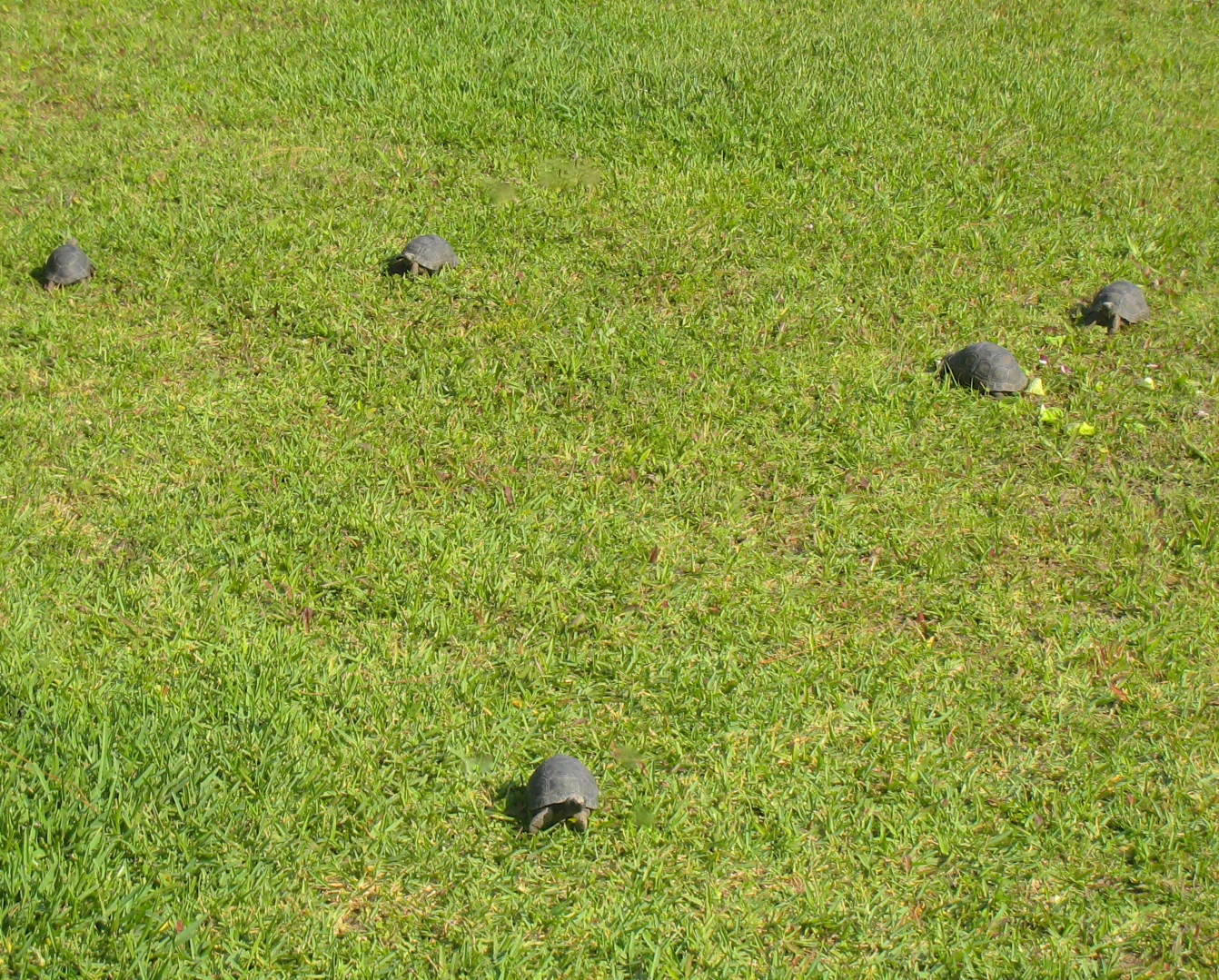 ALDABRAMAN // ALDABRA TORTOISE BREEDERS