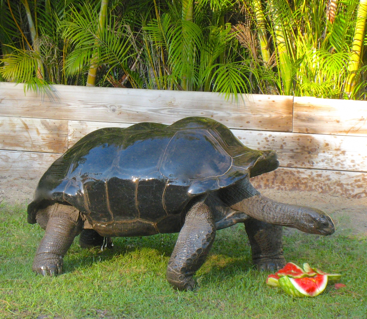 ALDABRAMAN // ALDABRA TORTOISE BREEDERS