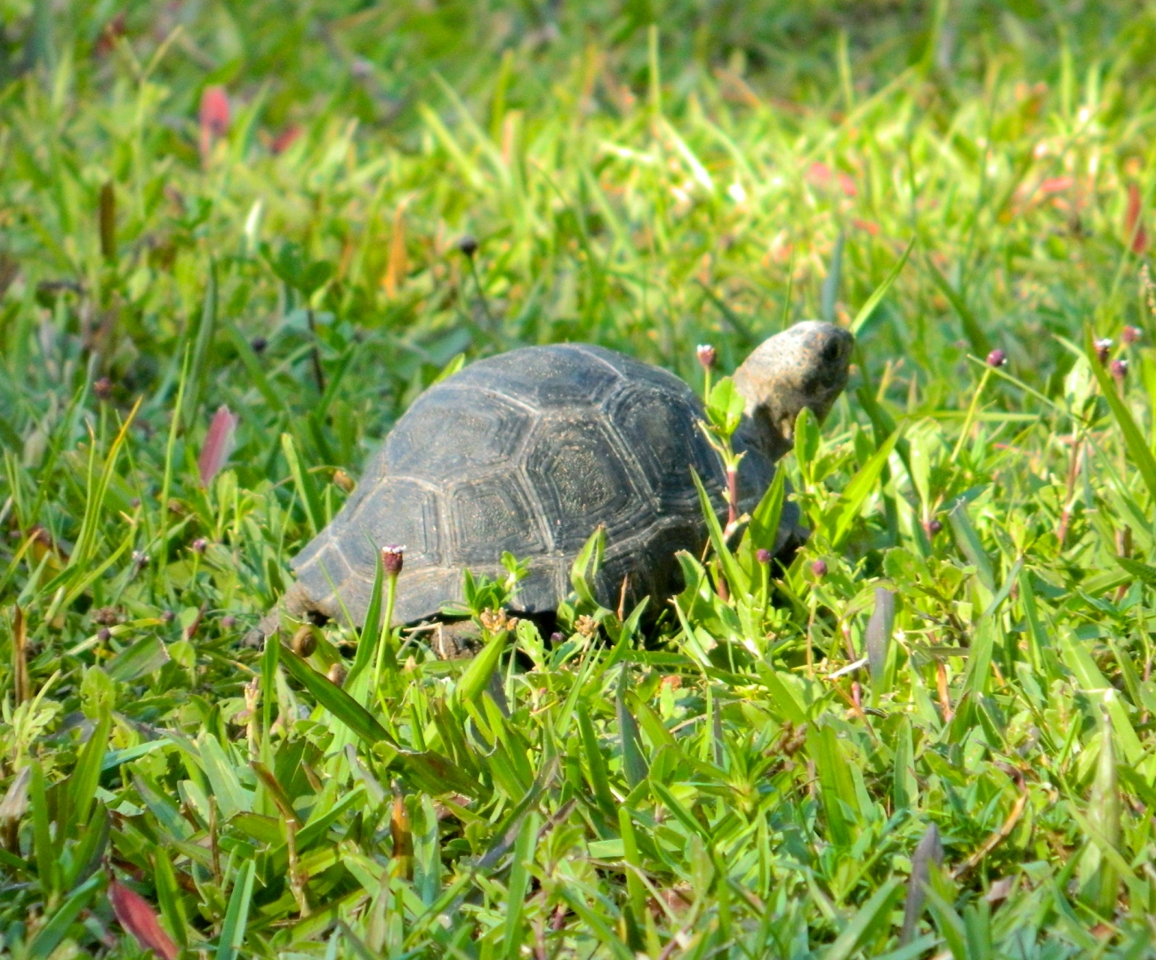 ALDABRAMAN // ALDABRA TORTOISE BREEDERS