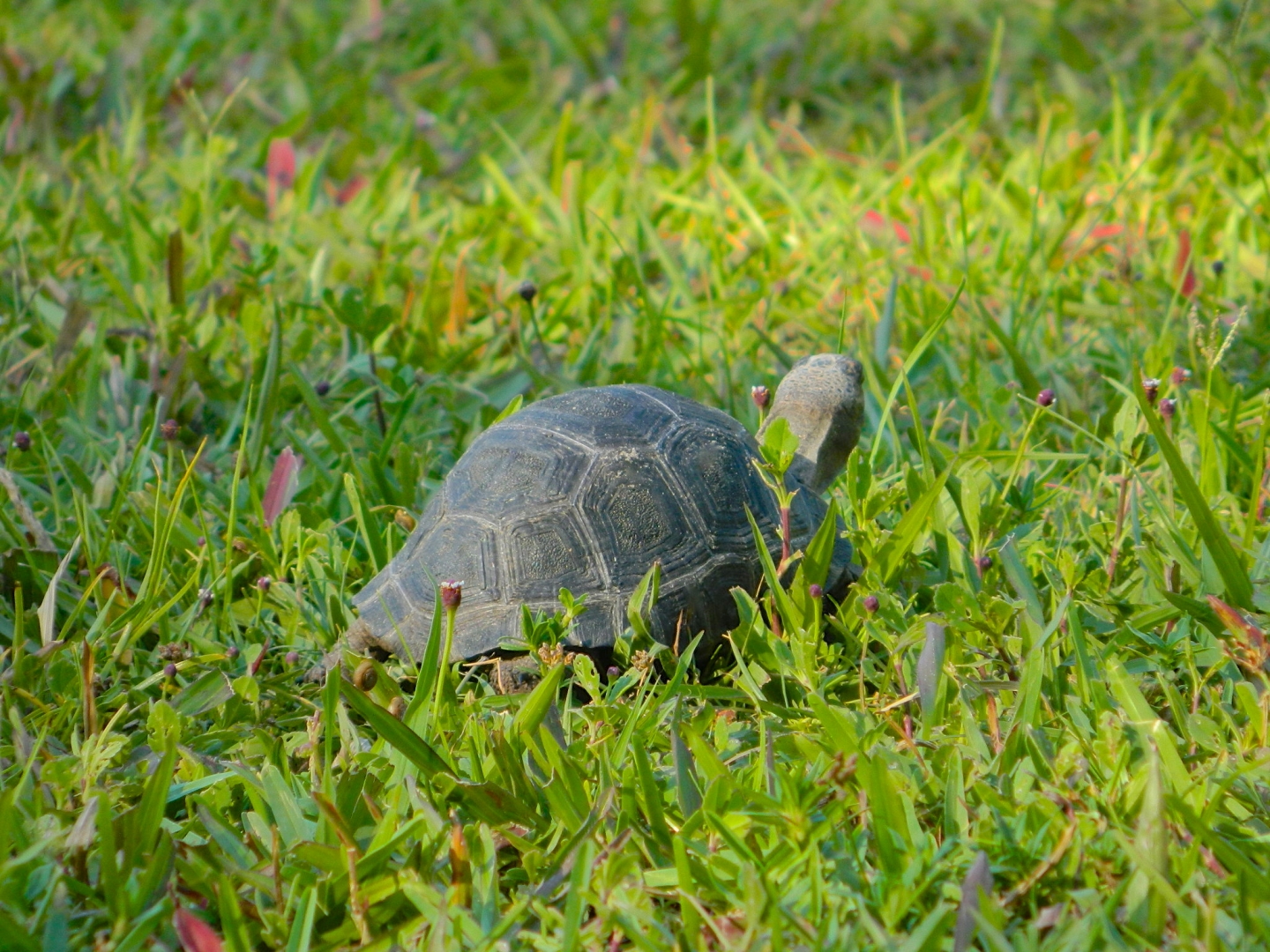 ALDABRAMAN // ALDABRA TORTOISE BREEDERS