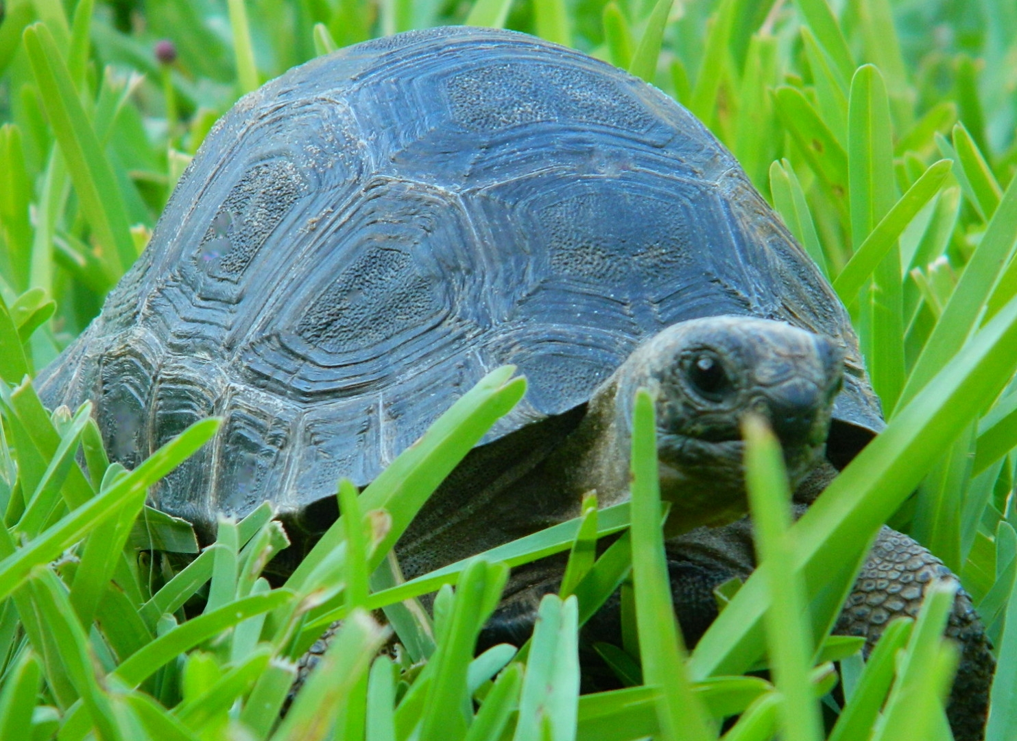 ALDABRAMAN // ALDABRA TORTOISE BREEDERS