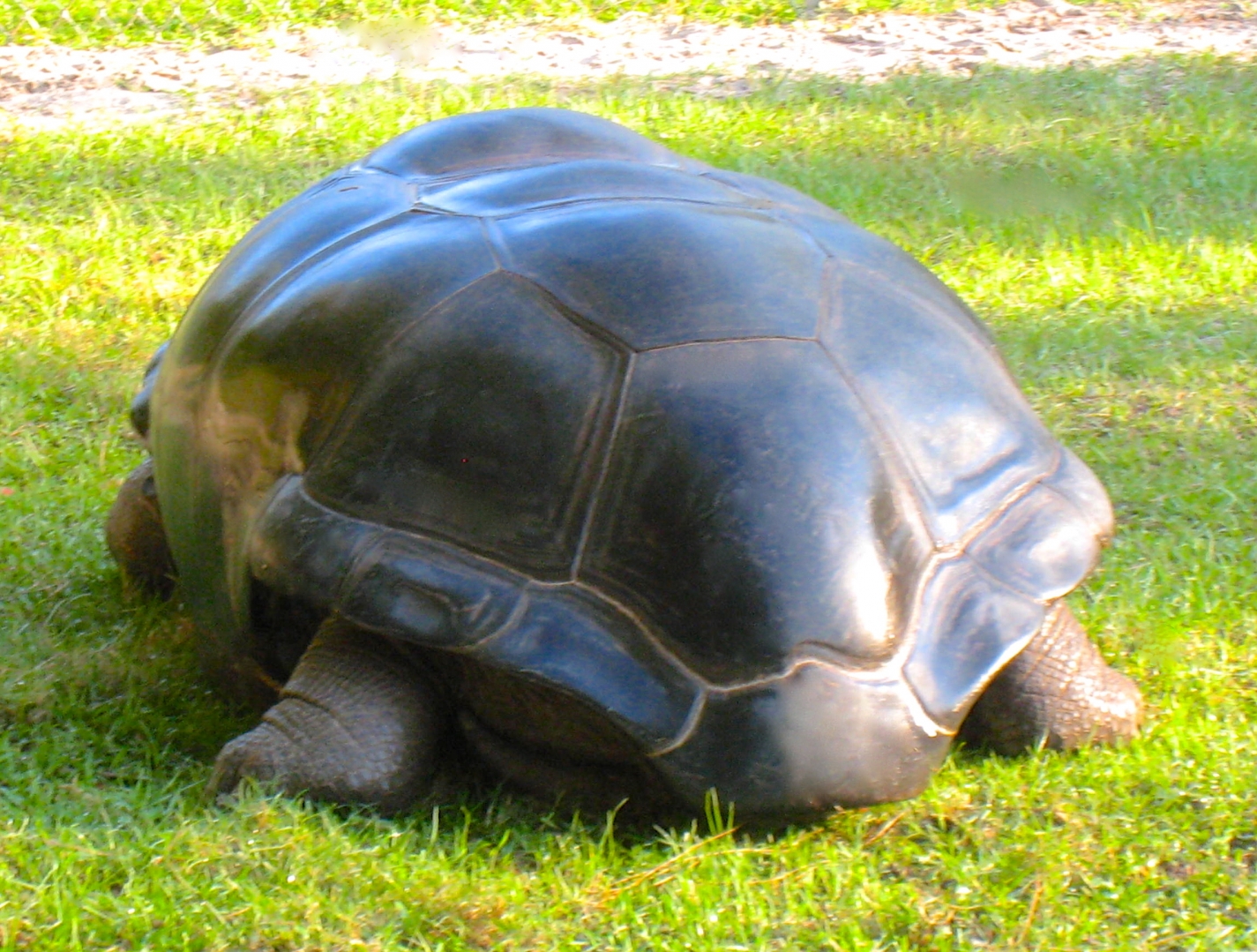 ALDABRAMAN // ALDABRA TORTOISE BREEDERS
