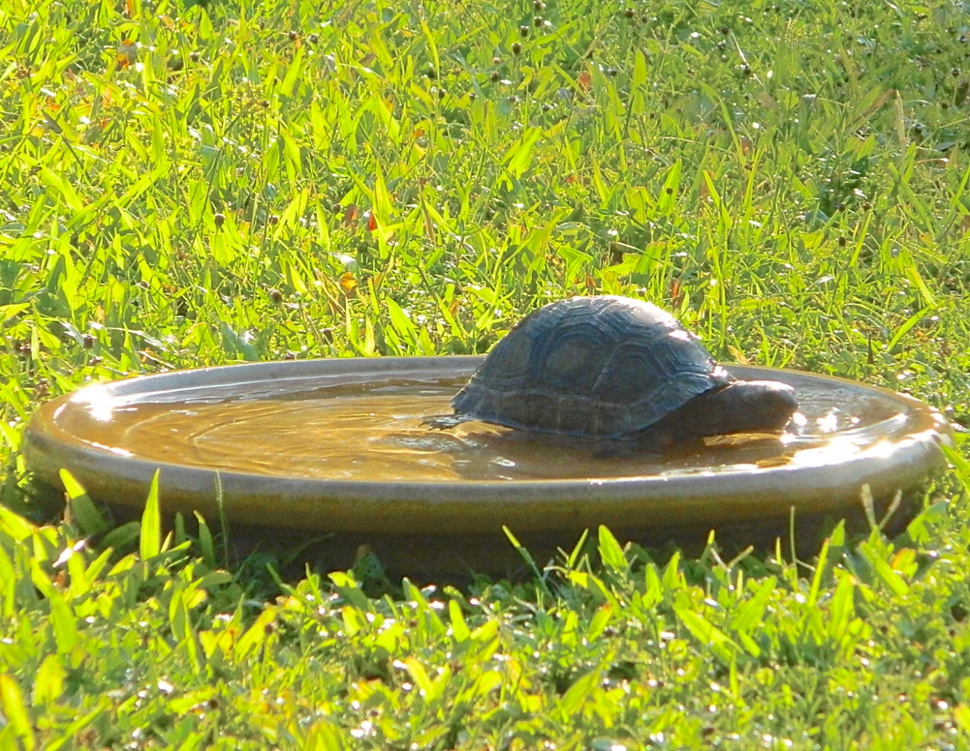 ALDABRAMAN // ALDABRA TORTOISE BREEDERS