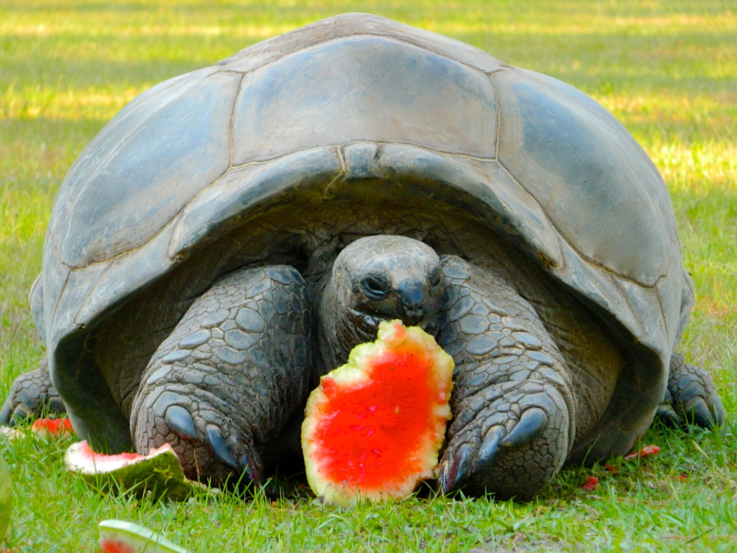 ALDABRAMAN // ALDABRA TORTOISE BREEDERS