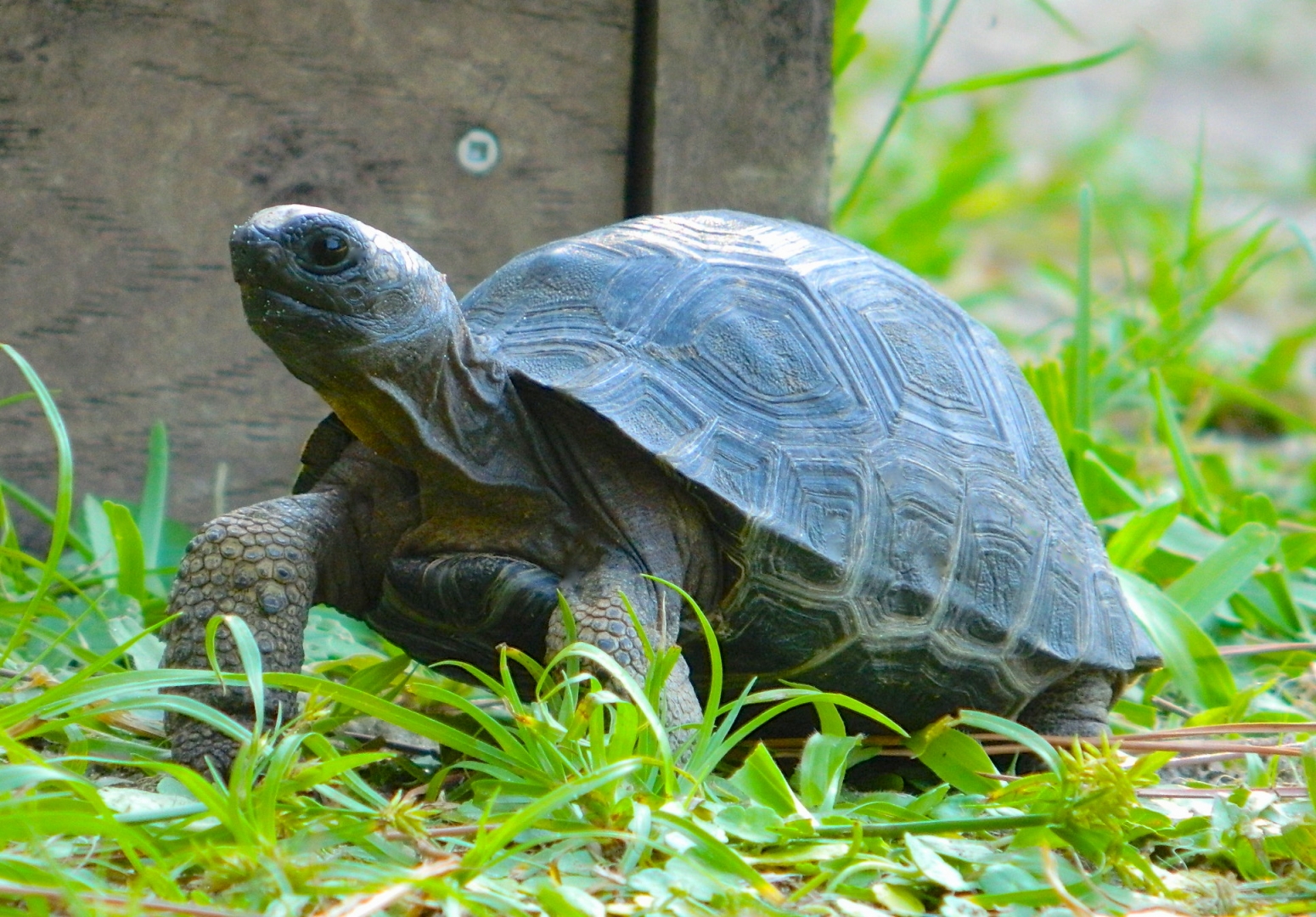 ALDABRAMAN // ALDABRA TORTOISE BREEDERS