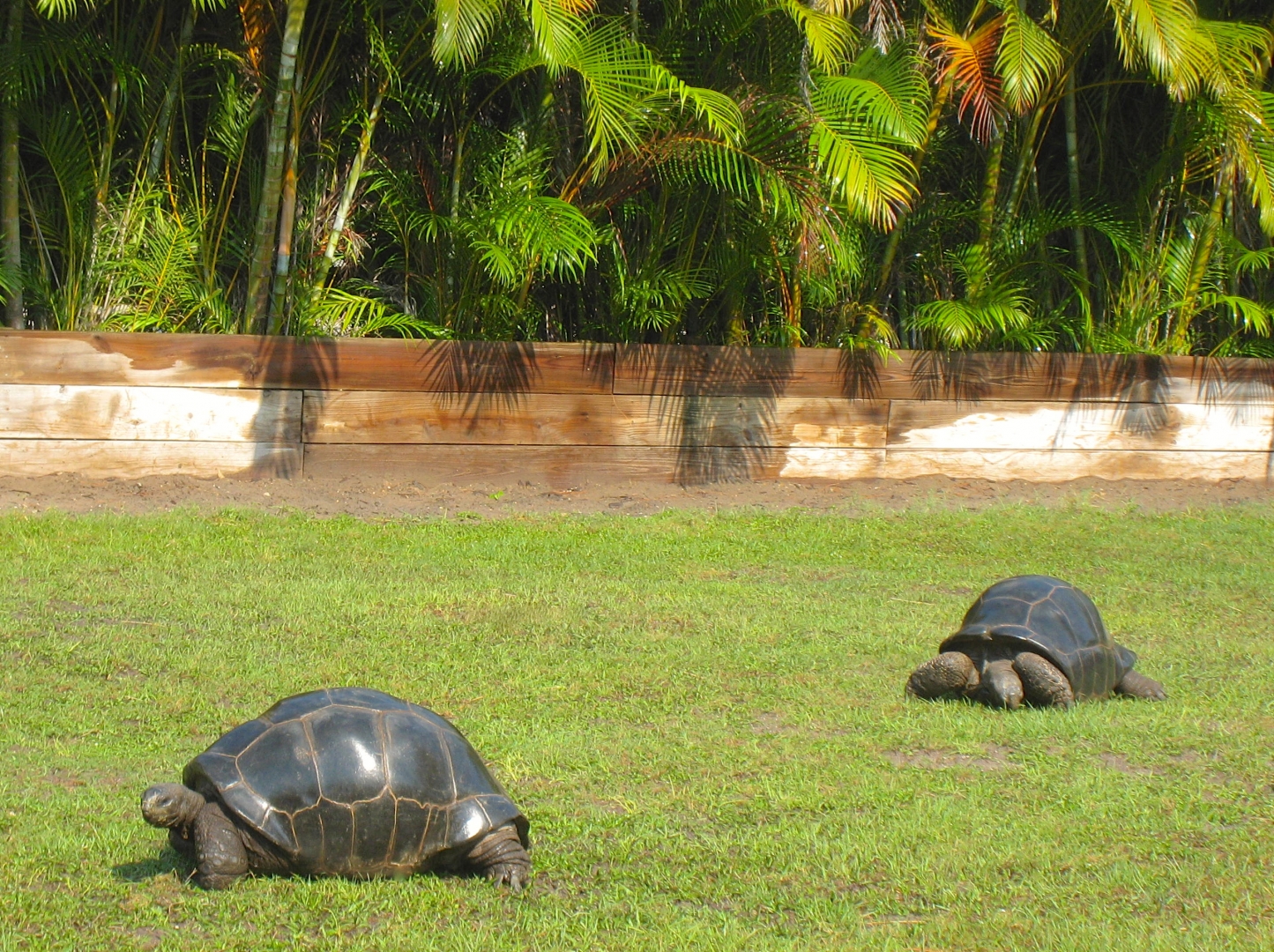 ALDABRAMAN // ALDABRA TORTOISE BREEDERS