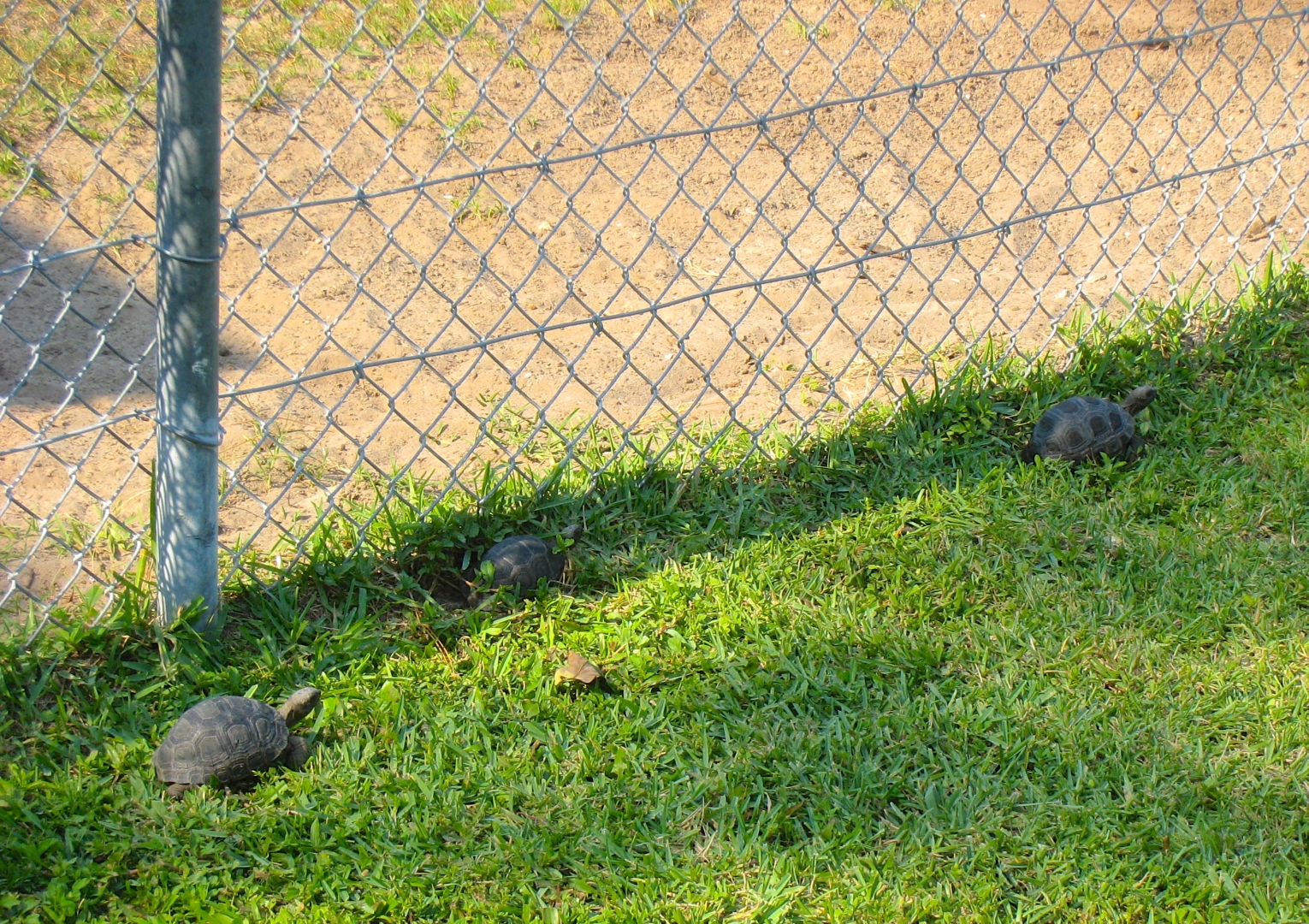 ALDABRAMAN // ALDABRA TORTOISE BREEDERS