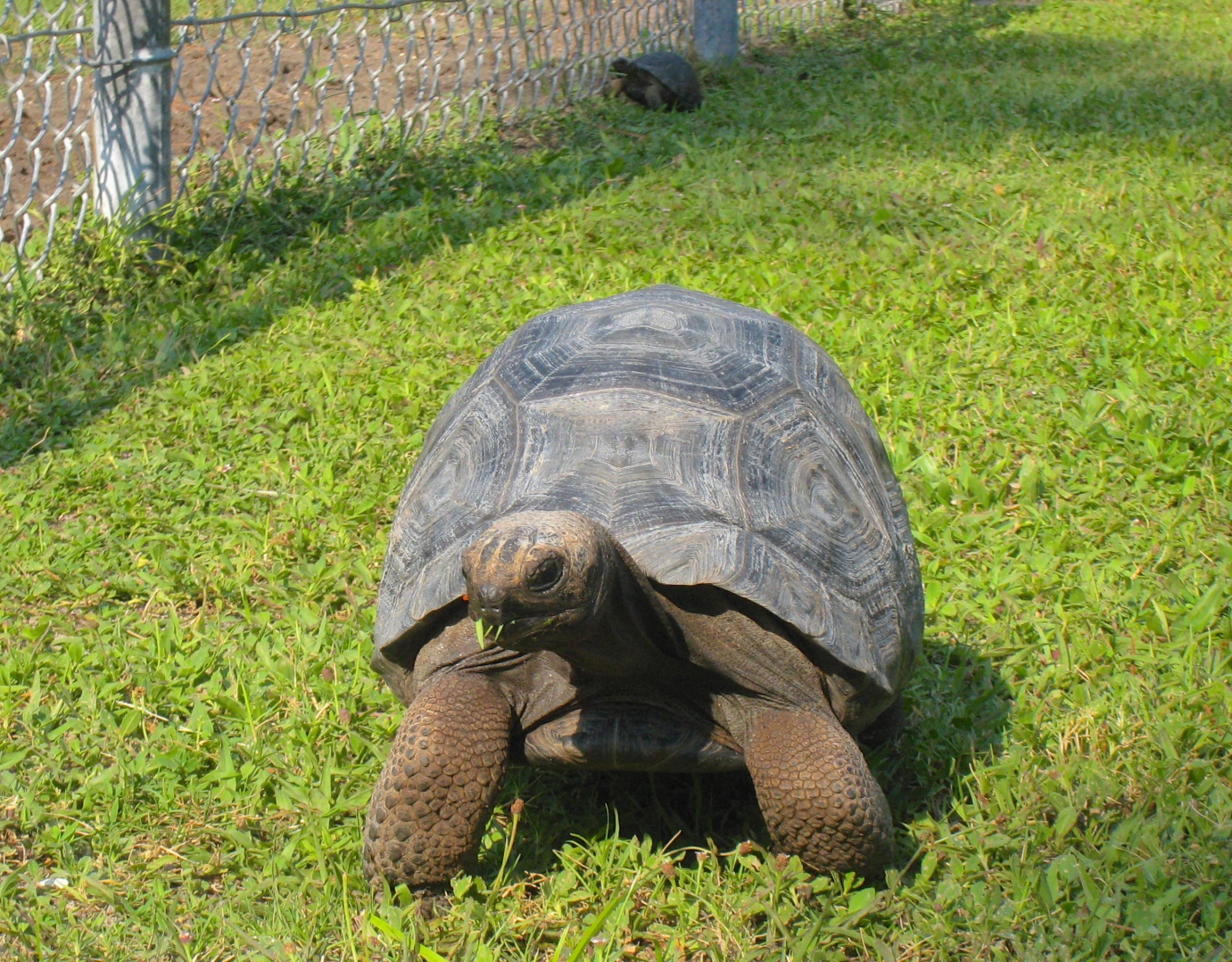 ALDABRAMAN // ALDABRA TORTOISE BREEDERS