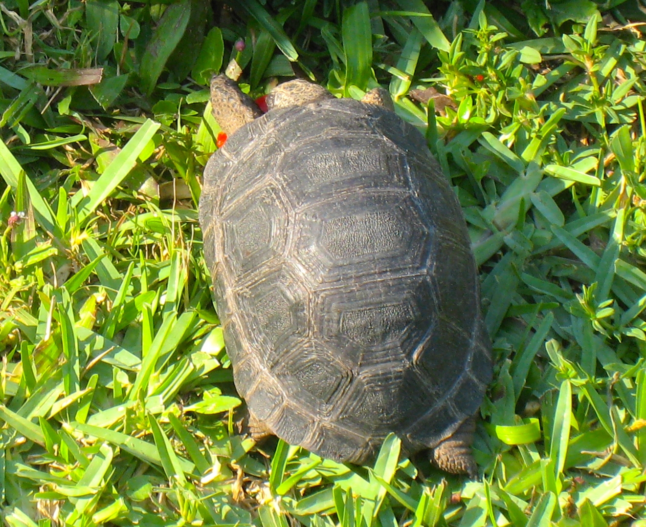 ALDABRAMAN // ALDABRA TORTOISE BREEDERS