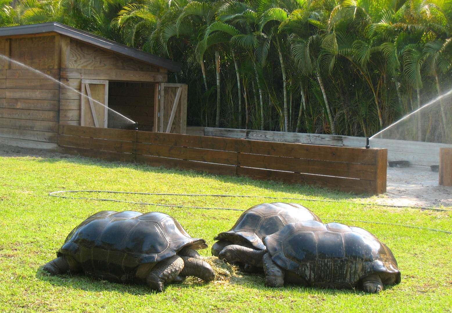 ALDABRAMAN // ALDABRA TORTOISE BREEDERS