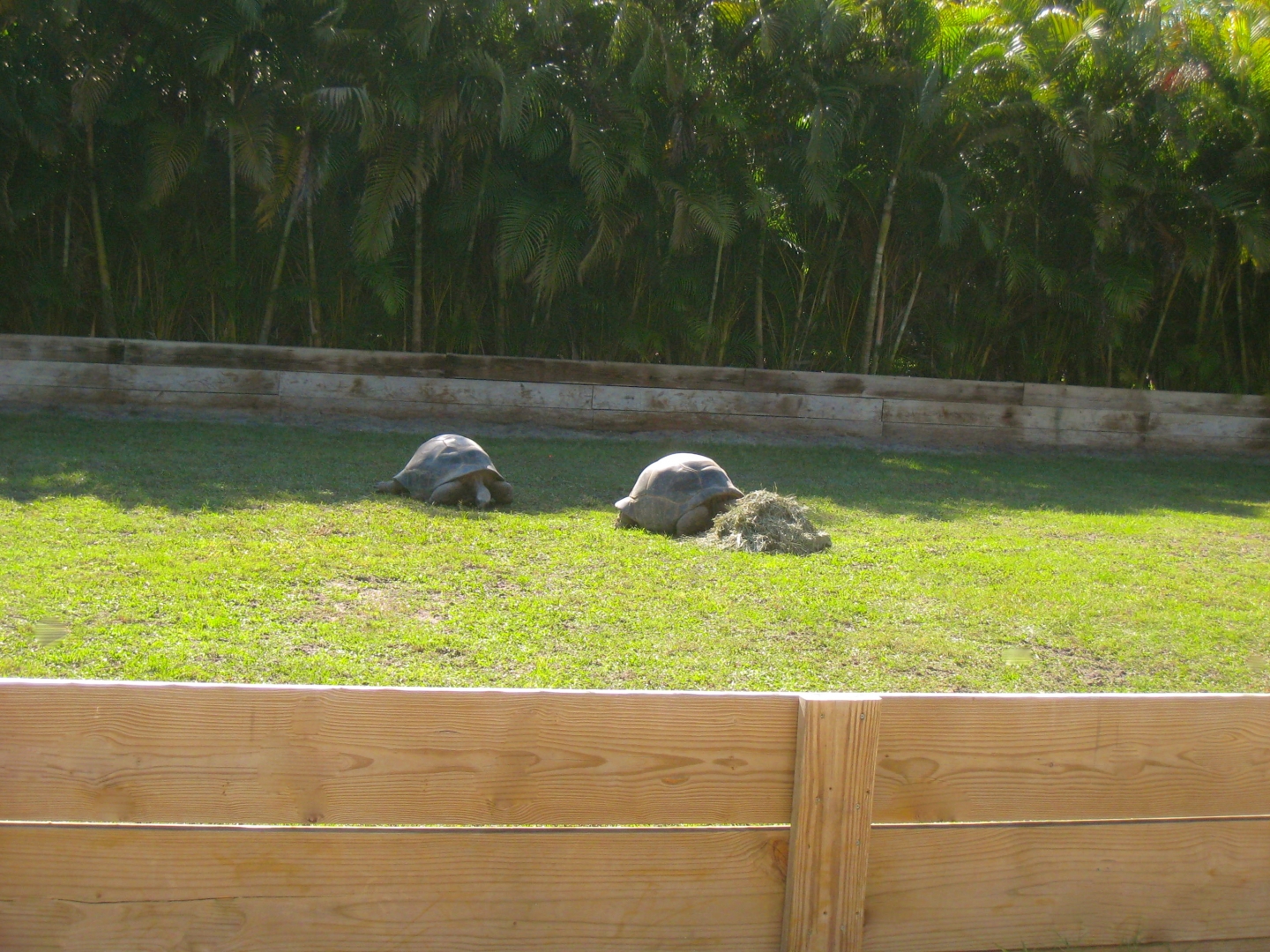 ALDABRAMAN // ALDABRA TORTOISE BREEDERS