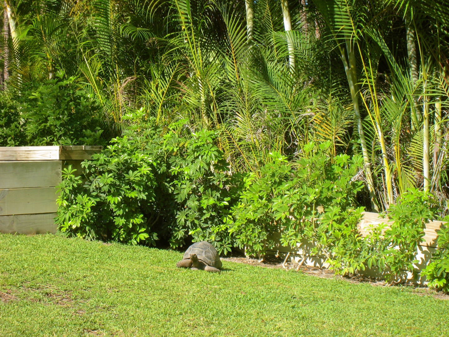 ALDABRAMAN // ALDABRA TORTOISE BREEDERS