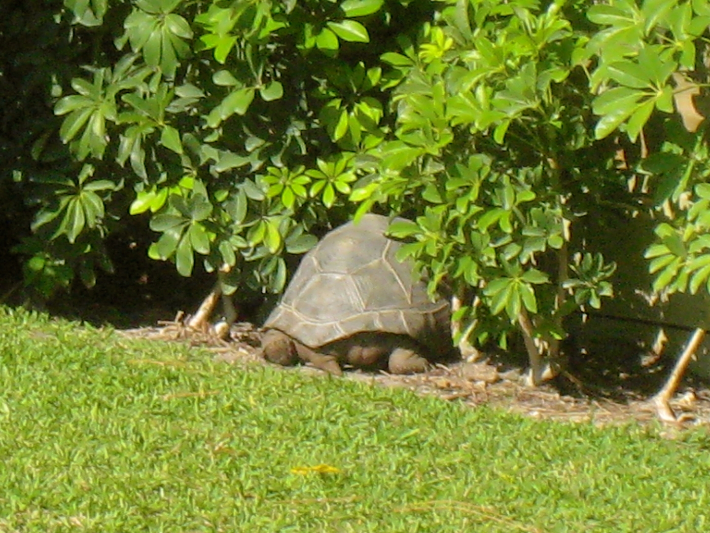 ALDABRAMAN // ALDABRA TORTOISE BREEDERS