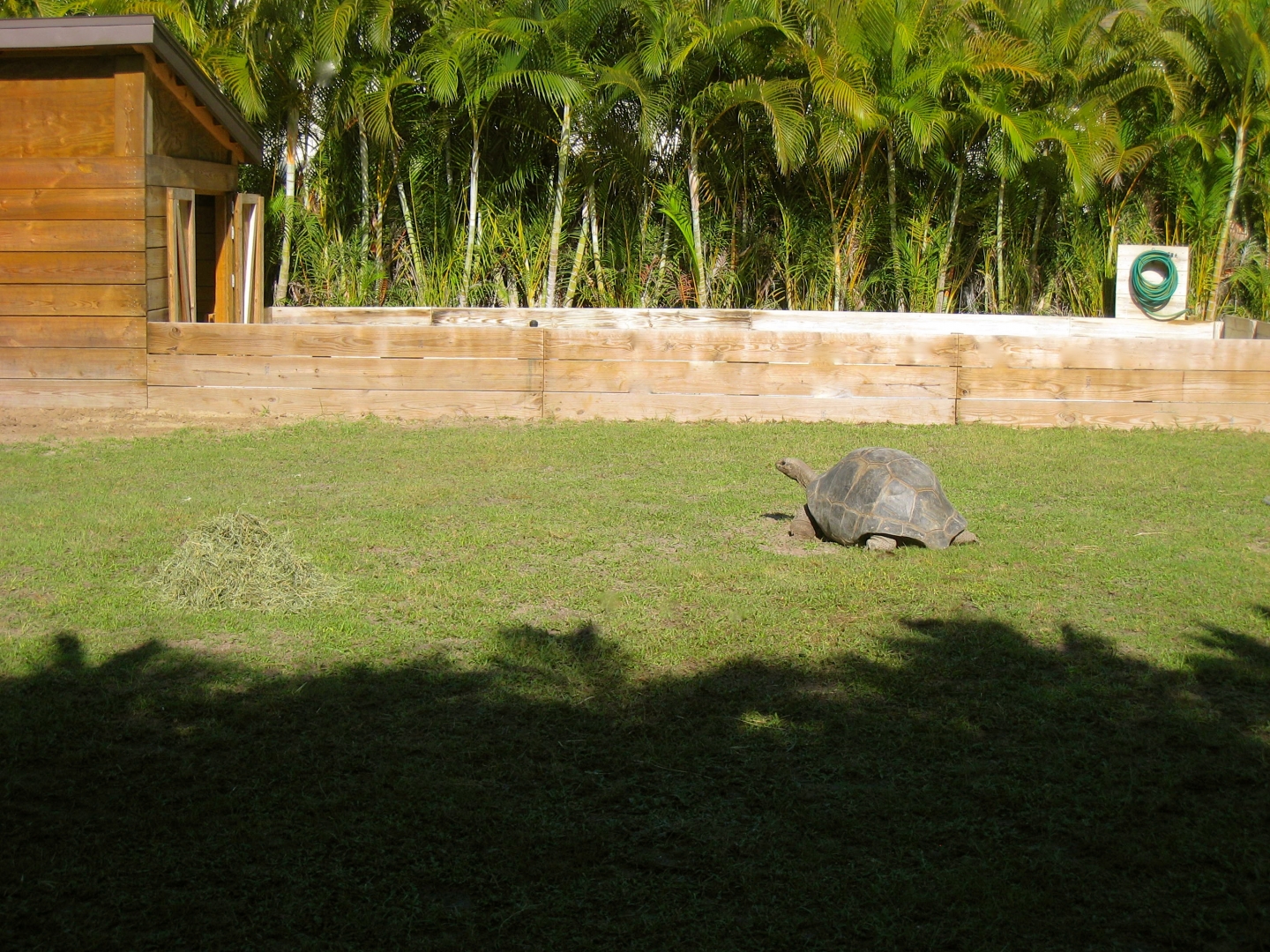ALDABRAMAN // ALDABRA TORTOISE BREEDERS
