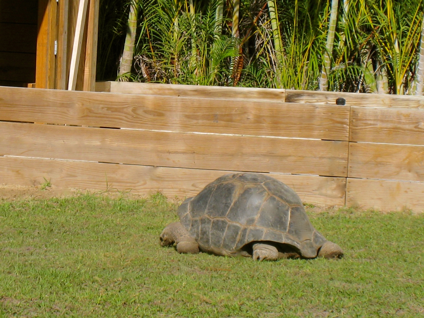 ALDABRAMAN // ALDABRA TORTOISE BREEDERS