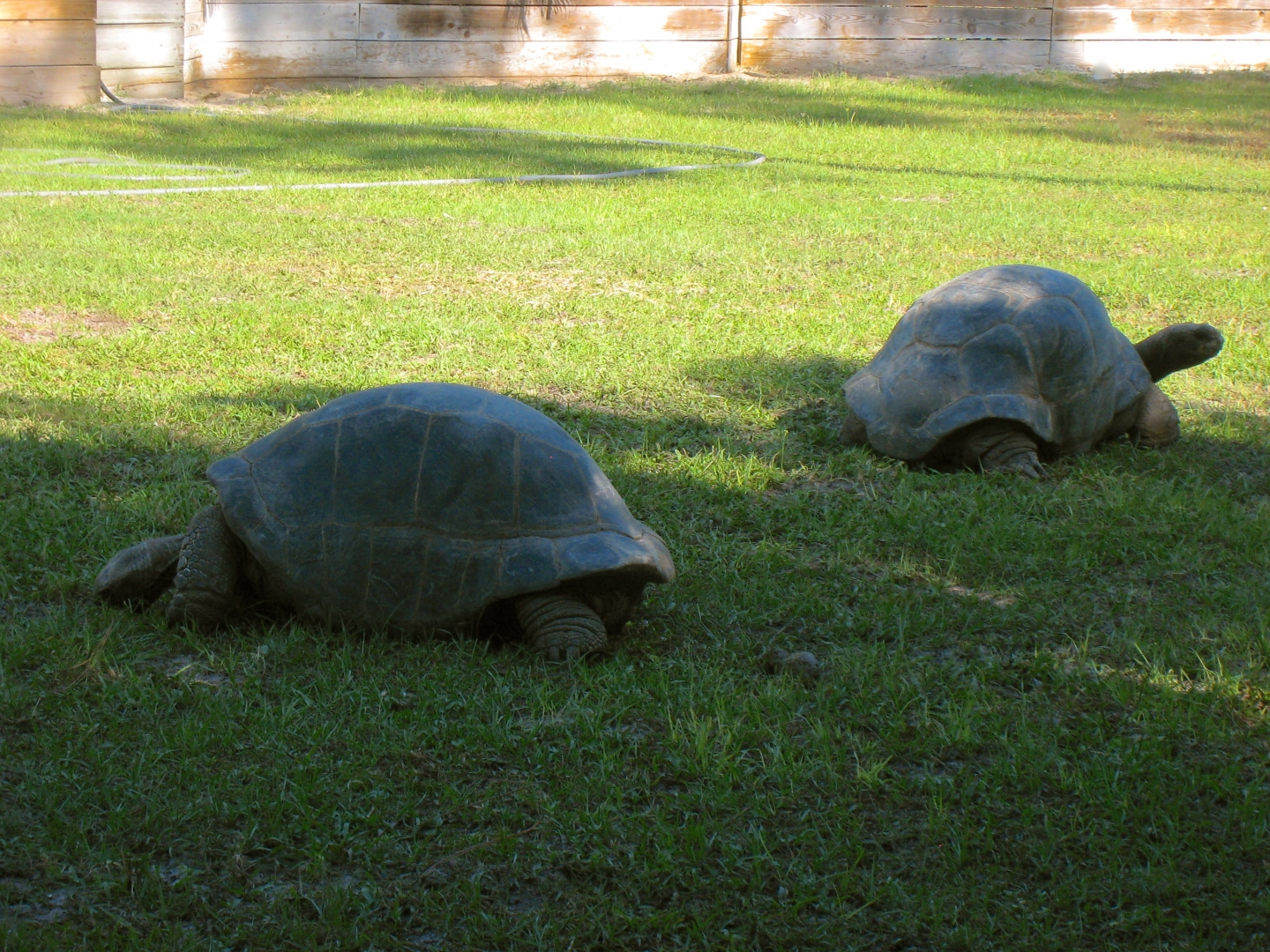 ALDABRAMAN // ALDABRA TORTOISE BREEDERS