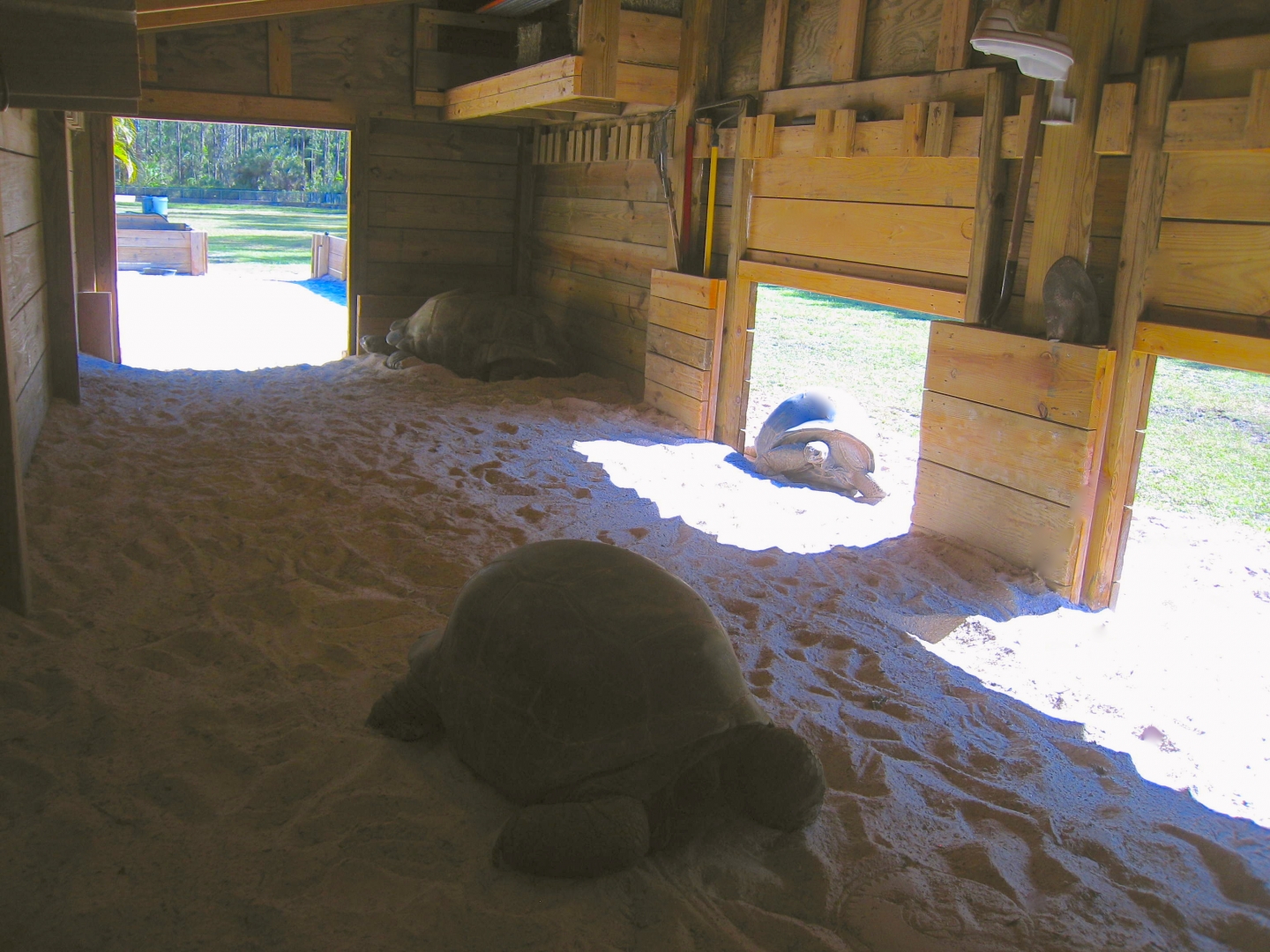 ALDABRAMAN // ALDABRA TORTOISE BREEDERS