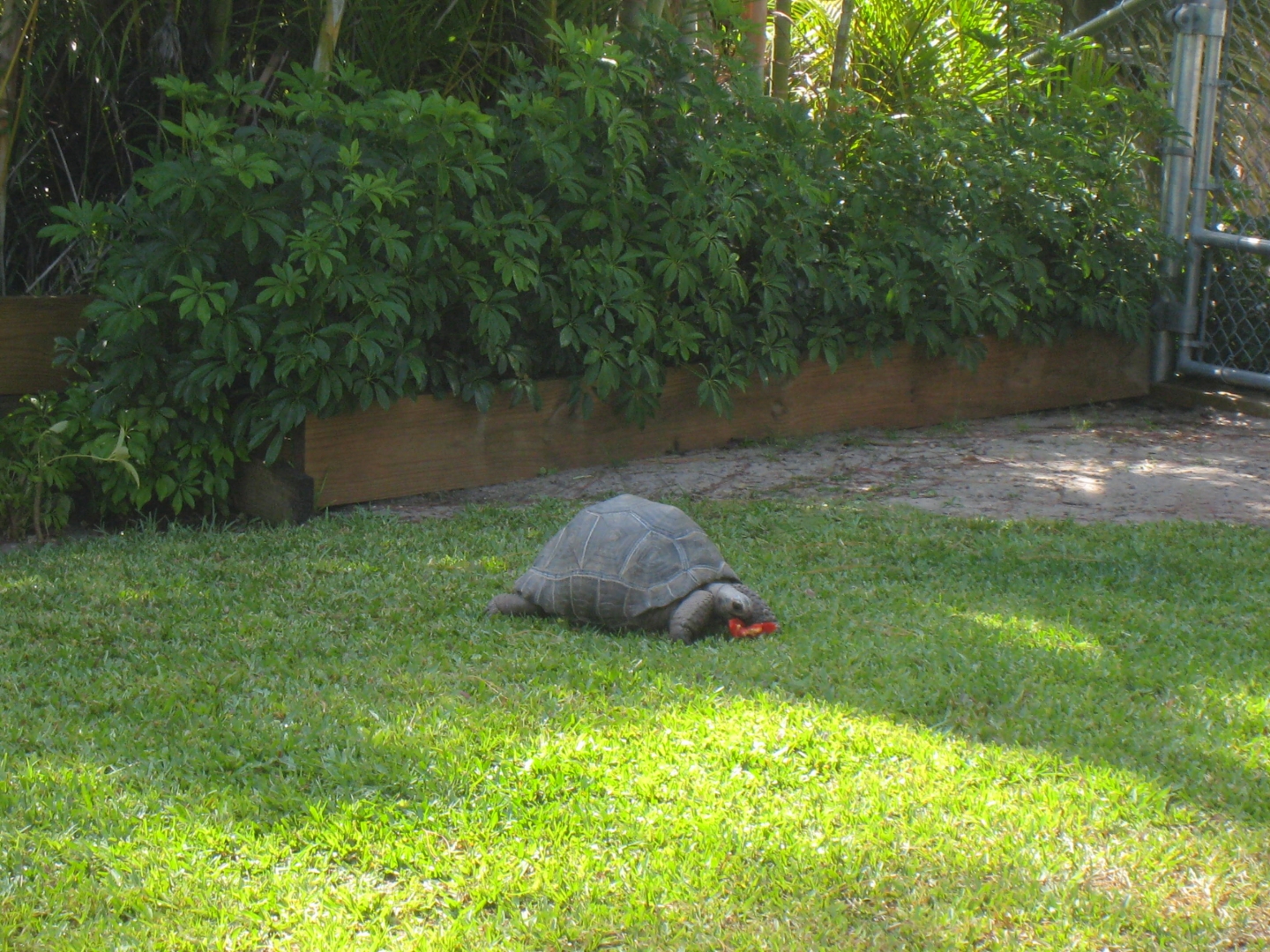 ALDABRAMAN // ALDABRA TORTOISE BREEDERS
