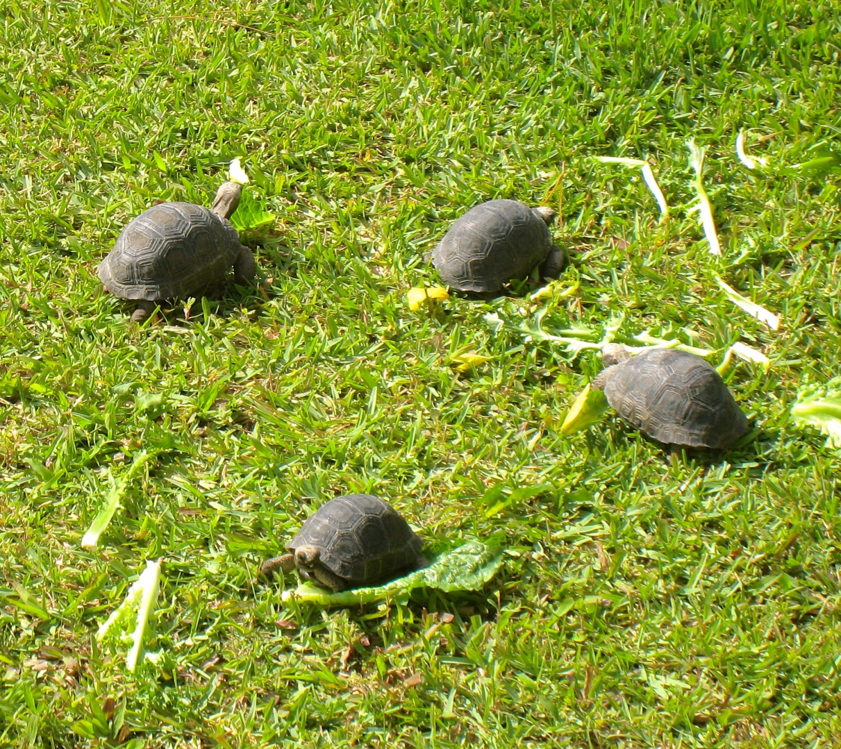 ALDABRAMAN // ALDABRA TORTOISE BREEDERS