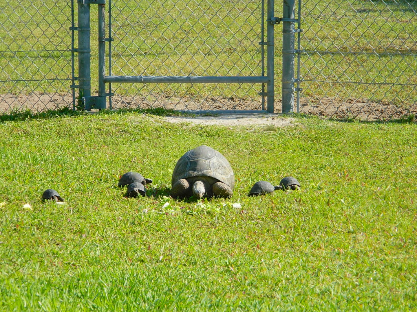 ALDABRAMAN // ALDABRA TORTOISE BREEDERS