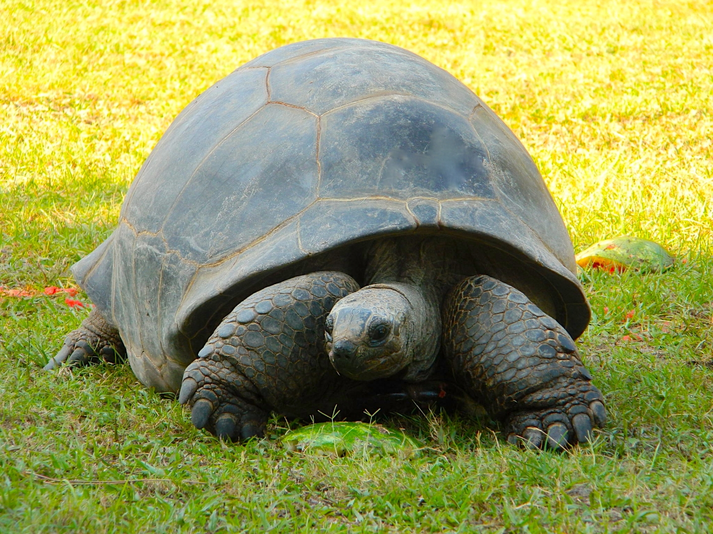 ALDABRAMAN // ALDABRA TORTOISE BREEDERS