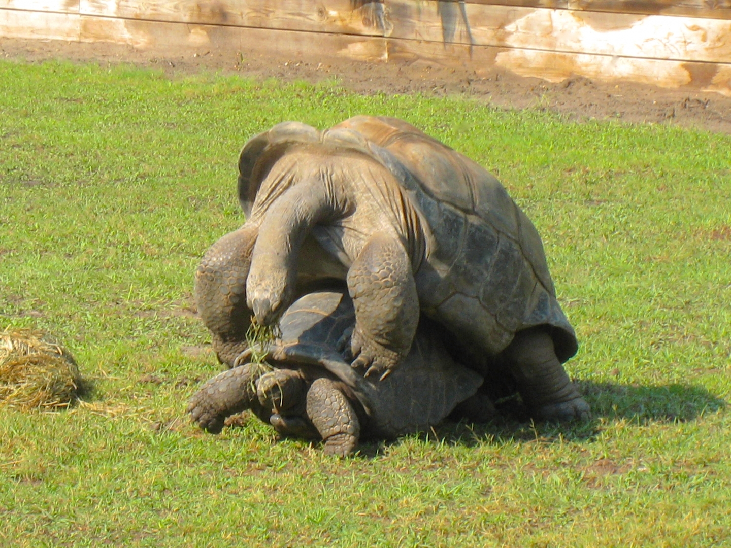 ALDABRAMAN // ALDABRA TORTOISE BREEDERS
