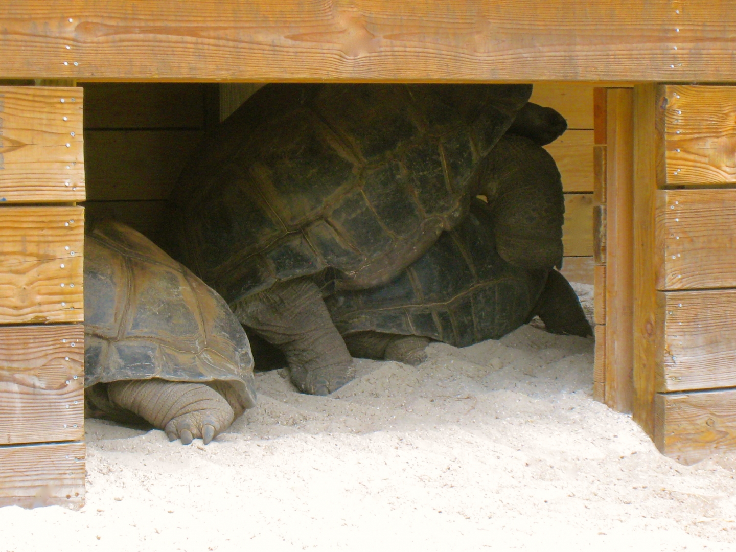 ALDABRAMAN // ALDABRA TORTOISE BREEDERS