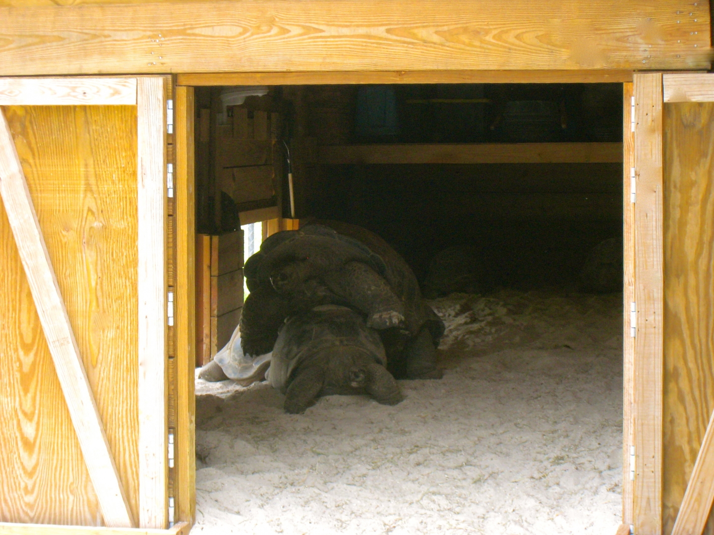 ALDABRAMAN // ALDABRA TORTOISE BREEDERS