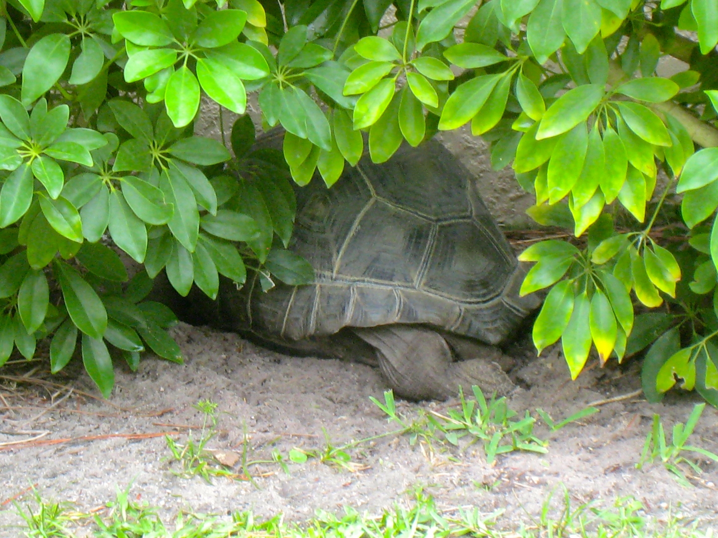 ALDABRAMAN // ALDABRA TORTOISE BREEDERS