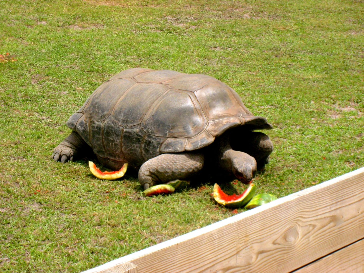 ALDABRAMAN // ALDABRA TORTOISE BREEDERS