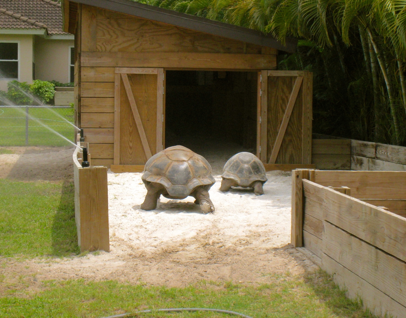 ALDABRAMAN // ALDABRA TORTOISE BREEDERS