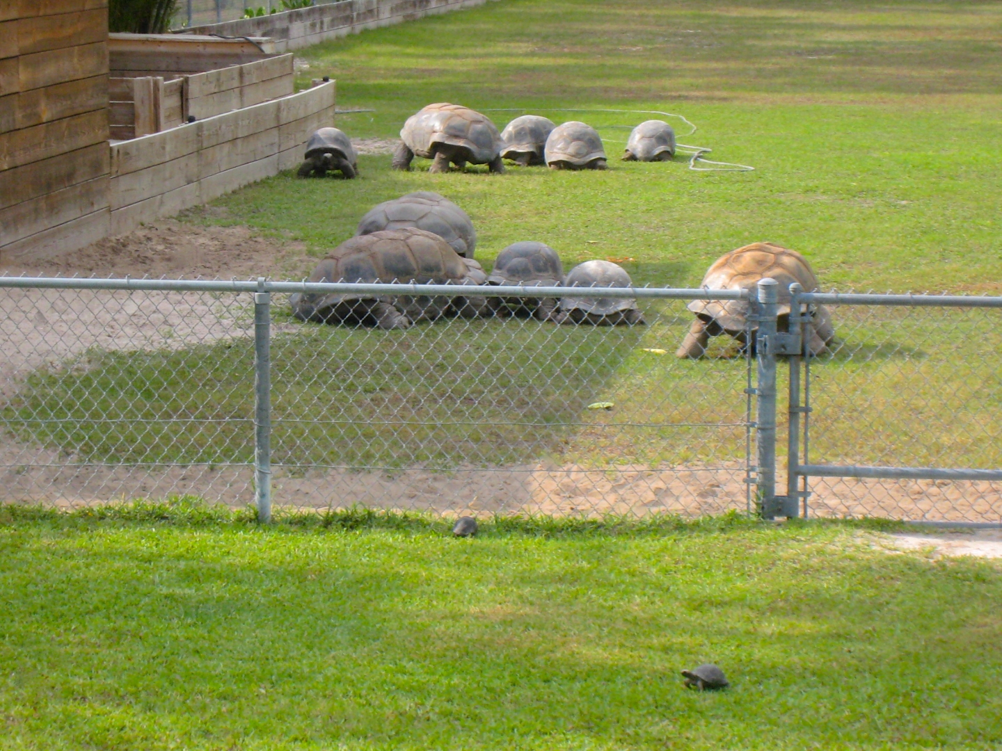 ALDABRAMAN // ALDABRA TORTOISE BREEDERS
