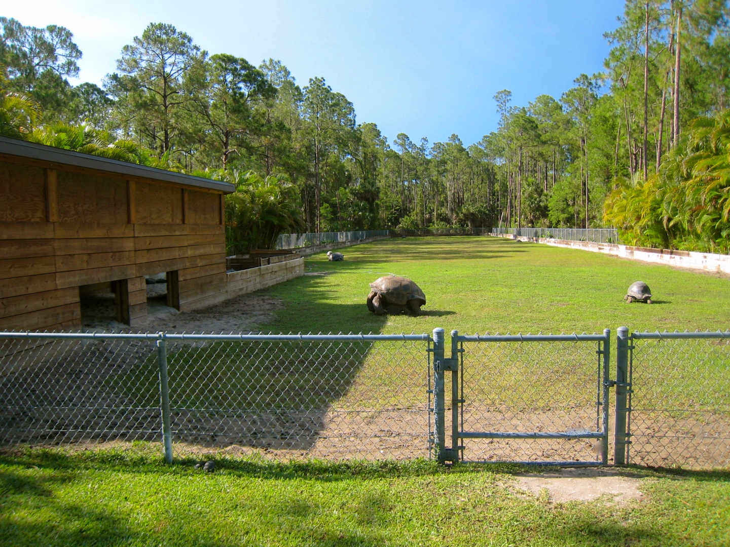 ALDABRAMAN // ALDABRA TORTOISE BREEDERS